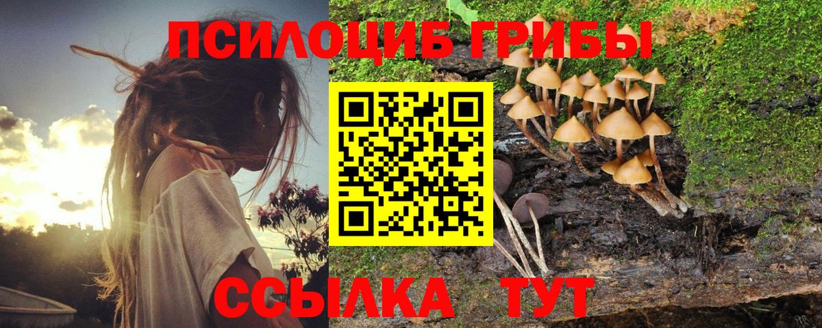 Галлюциногенные грибы Cubensis  купить закладку  Александров  Вход с VPN 